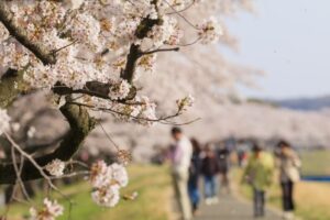 桜の並木道の写真